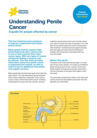 A guide for people affected by cancer
Understanding Penile
Cancer
Cancer
information
fact sheet
This fact sheet has been prepared
to help you understand more about
penile cancer.
Many people look for support after
being diagnosed with a cancer that
is rare or less common than other
cancer types. With rare types of cancer,
sometimes finding a resource can
be difficult. This fact sheet provides
information about how penile cancer
is diagnosed and treated, as well as
where to go for additional information
and support services.
Many people feel shocked and upset when told they
have cancer. You may experience strong emotions
after a cancer diagnosis, especially if your cancer
is rare or less common like penile cancer. A feeling
of being alone is usual with rare cancers, and you
The Penis
Bladder
Urethra
Scrotum
Vas deferens
Testicle
Seminal vesicle
Rectum
Pubic bone
might be worried about how much is known about
your type of cancer and how to manage it. You may
also be concerned about the cancer coming back
after treatment. Contacting local support services
(see last page) can help overcome feelings of
isolation and will give you information that you
may find useful.
About the penis
The penis is the male external sex organ. It is also
part of the urinary system. It is made up of different
types of tissue such as skin, muscle, nerves and
blood vessels. During sexual arousal, blood flows
into the chambers of the penis and makes it hard
and erect.
The penis also contains the urethra, a thin tube that
carries urine from the bladder and semen from the
testicles out of the body.
Glans (head of
the penis)
Corpus
cavernosum
Corpus
spongiosum
Foreskin
Prostate gland
 