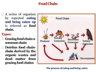 FoodChain
A series of organism
by repeated eating
and being eaten up
is referred as food
chain.
Types:
Grazingfoodchain-a
commonchain
Detritus food chain-
chain derived by the
organic wastes and
dead matter from
grazingfood chains
Theprocess ofeatingandbeing eaten
 