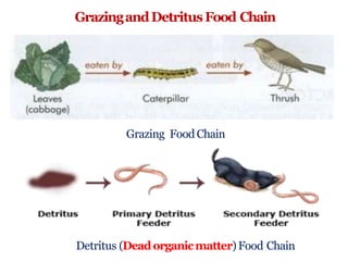 GrazingandDetritusFood Chain
Detritus (Deadorganicmatter)Food Chain
Grazing Food Chain
 