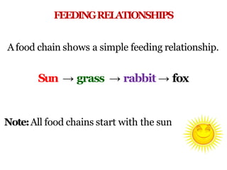 FEEDINGRELATIONSHIPS
Afood chain shows a simple feeding relationship.
Sun → grass → rabbit → fox
Note:All food chains start with the sun
 