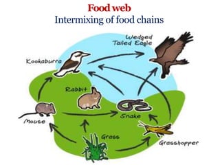 Foodweb
Intermixing of food chains
 