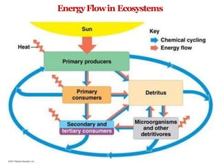 EnergyFlowin Ecosystems
 