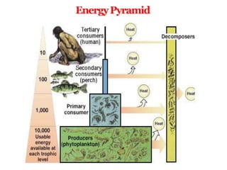 EnergyPyramid
is
 