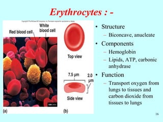 16
Erythrocytes : -
• Structure
– Biconcave, anucleate
• Components
– Hemoglobin
– Lipids, ATP, carbonic
anhydrase
• Function
– Transport oxygen from
lungs to tissues and
carbon dioxide from
tissues to lungs
 