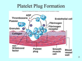 20
Platelet Plug Formation
 