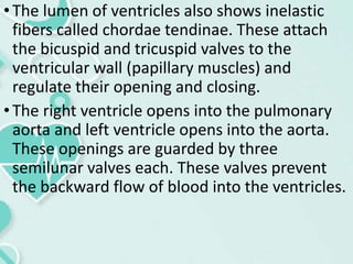 •The lumen of ventricles also shows inelastic
fibers called chordae tendinae. These attach
the bicuspid and tricuspid valves to the
ventricular wall (papillary muscles) and
regulate their opening and closing.
•The right ventricle opens into the pulmonary
aorta and left ventricle opens into the aorta.
These openings are guarded by three
semilunar valves each. These valves prevent
the backward flow of blood into the ventricles.
 