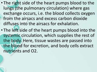 •The right side of the heart pumps blood to the
lungs (the pulmonary circulation) where gas
exchange occurs, i.e. the blood collects oxygen
from the airsacs and excess carbon dioxide
diffuses into the airsacs for exhalation.
•The left side of the heart pumps blood into the
systemic circulation, which supplies the rest of
the body. Here, tissue wastes are passed into
the blood for excretion, and body cells extract
nutrients and O2.
 