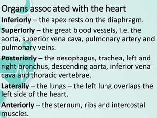 Organs associated with the heart
Inferiorly – the apex rests on the diaphragm.
Superiorly – the great blood vessels, i.e. the
aorta, superior vena cava, pulmonary artery and
pulmonary veins.
Posteriorly – the oesophagus, trachea, left and
right bronchus, descending aorta, inferior vena
cava and thoracic vertebrae.
Laterally – the lungs – the left lung overlaps the
left side of the heart.
Anteriorly – the sternum, ribs and intercostal
muscles.
 