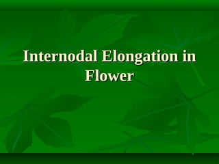 Internodal Elongation in
Flower

 