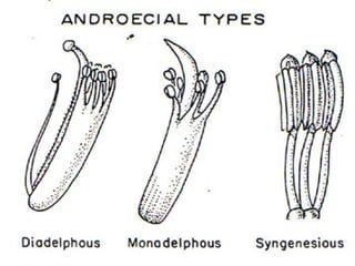 Flower Morphology 2 (updated)