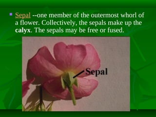 

Sepal --one member of the outermost whorl of
a flower. Collectively, the sepals make up the
calyx. The sepals may be free or fused.

 