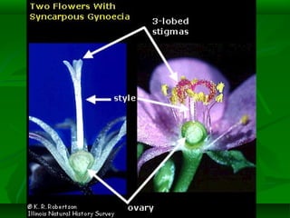 Flower Morphology 2 (updated)