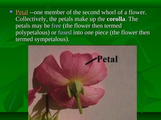 

Petal --one member of the second whorl of a flower.
Collectively, the petals make up the corolla. The
petals may be free (the flower then termed
polypetalous) or fused into one piece (the flower then
termed sympetalous).

 