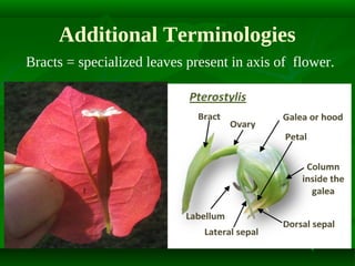 Additional Terminologies
Bracts = specialized leaves present in axis of flower.

 