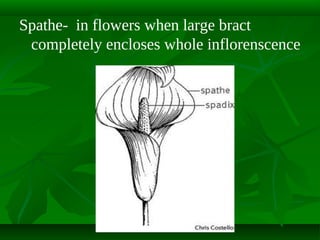 Spathe- in flowers when large bract
completely encloses whole inflorenscence

 