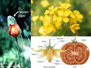 Flower Morphology 2 (updated)