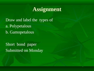 Assignment
Draw and label the types of
a. Polypetalous
b. Gamopetalous
Short bond paper
Submitted on Monday

 