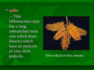 

spike
- This
inflorescence type
has a long,
unbranched main
axis which bears
flowers which
have no pedicels
or very short
pedicels.

Silver oak (Grevillea robusta)

 