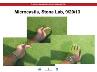 OHIO SEA GRANT AND STONE LABORATORY
Microcystis, Stone Lab, 9/20/13
 