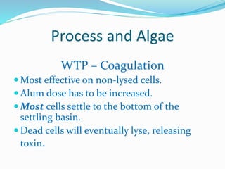 Process and Algae
WTP – Coagulation
 Most effective on non-lysed cells.
 Alum dose has to be increased.
 Most cells settle to the bottom of the
settling basin.
 Dead cells will eventually lyse, releasing
toxin.
 