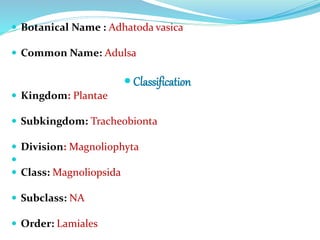  Botanical Name : Adhatoda vasica 
 Common Name: Adulsa 
 Classification 
 Kingdom: Plantae 
 Subkingdom: Tracheobionta 
 Division: Magnoliophyta 
 
 Class: Magnoliopsida 
 Subclass: NA 
 Order: Lamiales 
 