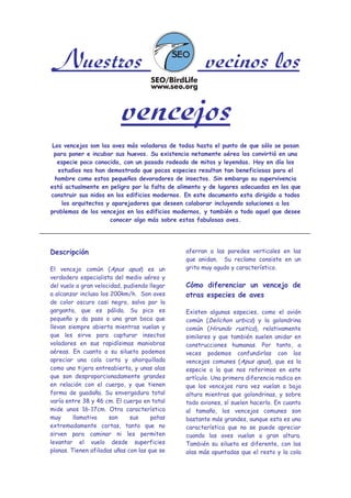 Nuestros vecinos los
vencejos
Los vencejos son las aves más voladoras de todas hasta el punto de que sólo se posan
para poner e incubar sus huevos. Su existencia netamente aérea los convirtió en una
especie poco conocida, con un pasado rodeado de mitos y leyendas. Hoy en día los
estudios nos han demostrado que pocas especies resultan tan beneficiosas para el
hombre como estos pequeños devoradores de insectos. Sin embargo su supervivencia
está actualmente en peligro por la falta de alimento y de lugares adecuados en los que
construir sus nidos en los edificios modernos. En este documento esta dirigido a todos
los arquitectos y aparejadores que deseen colaborar incluyendo soluciones a los
problemas de los vencejos en los edificios modernos, y también a todo aquel que desee
conocer algo más sobre estas fabulosas aves.
Descripción
El vencejo común (Apus apus) es un
verdadero especialista del medio aéreo y
del vuelo a gran velocidad, pudiendo llegar
a alcanzar incluso los 200km/h. Son aves
de color oscuro casi negro, salvo por la
garganta, que es pálida. Su pico es
pequeño y da paso a una gran boca que
llevan siempre abierta mientras vuelan y
que les sirve para capturar insectos
voladores en sus rapidísimas maniobras
aéreas. En cuanto a su silueta podemos
apreciar una cola corta y ahorquillada
como una tijera entreabierta, y unas alas
que son desproporcionadamente grandes
en relación con el cuerpo, y que tienen
forma de guadaña. Su envergadura total
varía entre 38 y 46 cm. El cuerpo en total
mide unos 16-17cm. Otra característica
muy llamativa son sus patas
extremadamente cortas, tanto que no
sirven para caminar ni les permiten
levantar el vuelo desde superficies
planas. Tienen afiladas uñas con las que se
aferran a las paredes verticales en las
que anidan. Su reclamo consiste en un
grito muy agudo y característico.
Cómo diferenciar un vencejo de
otras especies de aves
Existen algunas especies, como el avión
común (Delichon urbica) y la golondrina
común (Hirundo rustica), relativamente
similares y que también suelen anidar en
construcciones humanas. Por tanto, a
veces podemos confundirlas con los
vencejos comunes (Apus apus), que es la
especie a la que nos referimos en este
artículo. Una primera diferencia radica en
que los vencejos rara vez vuelan a baja
altura mientras que golondrinas, y sobre
todo aviones, sí suelen hacerlo. En cuanto
al tamaño, los vencejos comunes son
bastante más grandes, aunque esta es una
característica que no se puede apreciar
cuando las aves vuelan a gran altura.
También su silueta es diferente, con las
alas más apuntadas que el resto y la cola
 