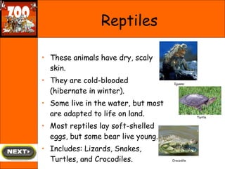 These animals have dry, scaly skin.  They are cold-blooded (hibernate in winter).  Some live in the water, but most are adapted to life on land. Most reptiles lay soft-shelled eggs, but some bear live young.  Includes: Lizards, Snakes, Turtles, and Crocodiles. Fast Fact!  Did you know that snakes smell with their tongue! Reptiles Iguana Turtle Crocodile 