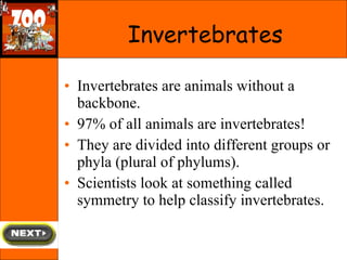 Invertebrates are animals without a backbone. 97% of all animals are invertebrates! They are divided into different groups or phyla (plural of phylums). Scientists look at something called symmetry to help classify invertebrates. Invertebrates 