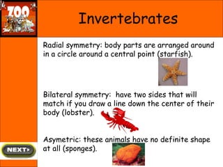 Invertebrates Radial symmetry: body parts are arranged around in a circle around a central point (starfish). Bilateral symmetry:  have two sides that will match if you draw a line down the center of their body (lobster). Asymetric: these animals have no definite shape at all (sponges). 