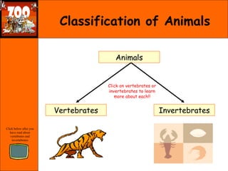 Classification of Animals Vertebrates Invertebrates Animals Click on vertebrates or invertebrates to learn more about each!! Click below after you have read about vertebrates and invertebrates 