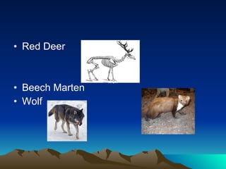 Red Deer Beech Marten Wolf wolf wolf 