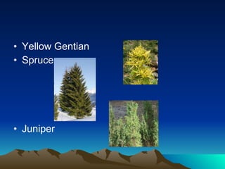 Yellow Gentian Spruce Juniper 