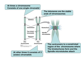 At times a chromosome 
Consists of one single chromatid 
At other times it consists of 2 
(sister) chromatids 
The telomeres are the stable 
ends of chromosomes 
The centromere is a constricted 
region of the chromosome where 
The kinetochores form and the 
Spindle microtubules attach 
 