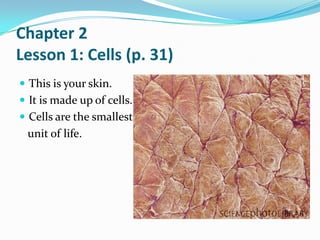 Chapter 2
Lesson 1: Cells (p. 31)
 This is your skin.
 It is made up of cells.
 Cells are the smallest
 unit of life.
 