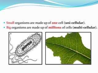  Small organisms are made up of one cell (uni-cellular).
 Big organisms are made up of millions of cells (multi-cellular).
 