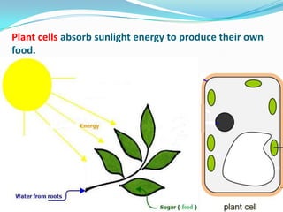 Plant cells absorb sunlight energy to produce their own
food.
 