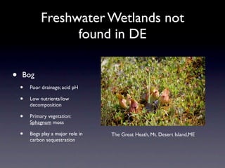 Freshwater Wetlands not
                   found in DE

•   Bog
    •   Poor drainage; acid pH

    •   Low nutrients/low
        decomposition

    •   Primary vegetation:
        Sphagnum moss

    •   Bogs play a major role in   The Great Heath, Mt. Desert Island,ME
        carbon sequestration
 