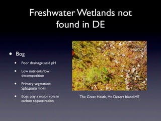 Freshwater Wetlands not
                   found in DE

•   Bog
    •   Poor drainage; acid pH

    •   Low nutrients/low
        decomposition

    •   Primary vegetation:
        Sphagnum moss

    •   Bogs play a major role in   The Great Heath, Mt. Desert Island,ME
        carbon sequestration
 