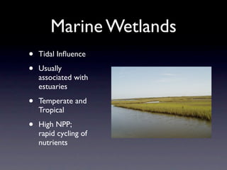 Marine Wetlands
•   Tidal Inﬂuence

•   Usually
    associated with
    estuaries

•   Temperate and
    Tropical

•   High NPP;
    rapid cycling of
    nutrients
 