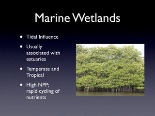 Marine Wetlands
•   Tidal Inﬂuence

•   Usually
    associated with
    estuaries

•   Temperate and
    Tropical

•   High NPP;
    rapid cycling of
    nutrients
 