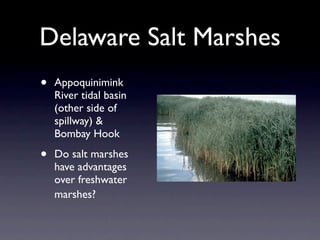 Delaware Salt Marshes
•   Appoquinimink
    River tidal basin
    (other side of
    spillway) &
    Bombay Hook

•   Do salt marshes
    have advantages
    over freshwater
    marshes?
 