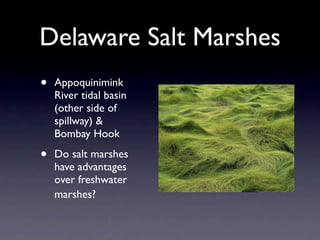 Delaware Salt Marshes
•   Appoquinimink
    River tidal basin
    (other side of
    spillway) &
    Bombay Hook

•   Do salt marshes
    have advantages
    over freshwater
    marshes?
 