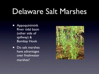 Delaware Salt Marshes
•   Appoquinimink
    River tidal basin
    (other side of
    spillway) &
    Bombay Hook

•   Do salt marshes
    have advantages
    over freshwater
    marshes?
 