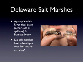 Delaware Salt Marshes
•   Appoquinimink
    River tidal basin
    (other side of
    spillway) &
    Bombay Hook

•   Do salt marshes
    have advantages
    over freshwater
    marshes?
 