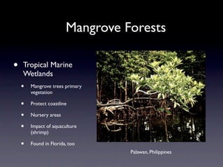 Mangrove Forests

•   Tropical Marine
    Wetlands
    •   Mangrove trees primary
        vegetation

    •   Protect coastline

    •   Nursery areas

    •   Impact of aquaculture
        (shrimp)

    •   Found in Florida, too
                                  Palawan, Philippines
 