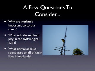 A Few Questions To
                   Consider...
•   Why are wetlands
    important to to our
    coast?

•   What role do wetlands
    play in the hydrological
    cycle?

•   What animal species
    spend part or all of their
    lives in wetlands?
 