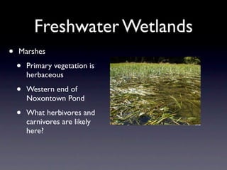 Freshwater Wetlands
•   Marshes

    •   Primary vegetation is
        herbaceous

    •   Western end of
        Noxontown Pond

    •   What herbivores and
        carnivores are likely
        here?
 