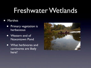 Freshwater Wetlands
•   Marshes

    •   Primary vegetation is
        herbaceous

    •   Western end of
        Noxontown Pond

    •   What herbivores and
        carnivores are likely
        here?
 