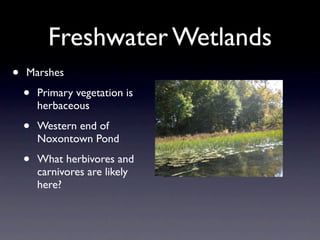 Freshwater Wetlands
•   Marshes

    •   Primary vegetation is
        herbaceous

    •   Western end of
        Noxontown Pond

    •   What herbivores and
        carnivores are likely
        here?
 