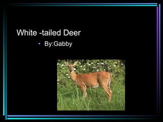 White -tailed Deer By:Gabby 